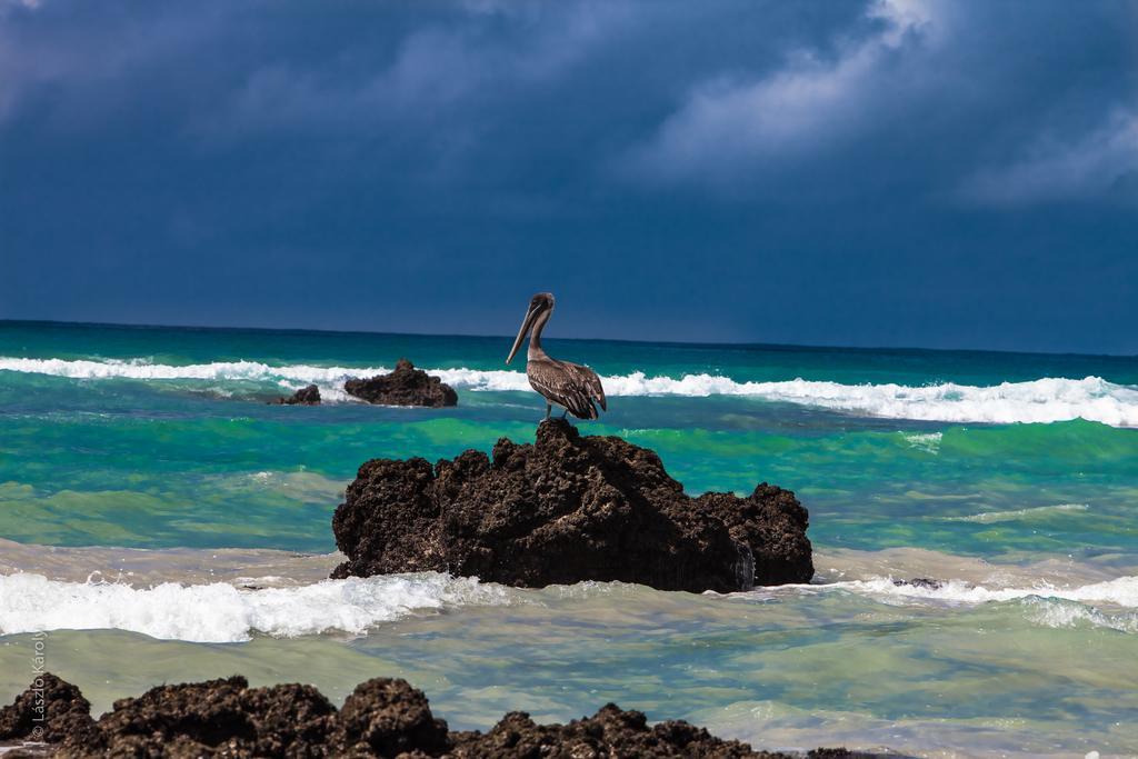 Iguana Crossing Boutique Hotel Puerto Villamil Eksteriør billede